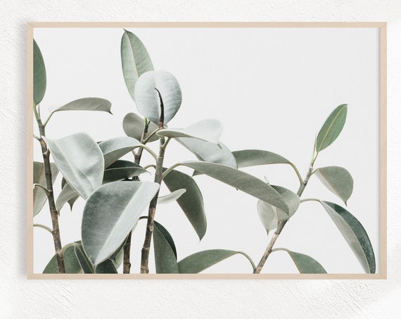 Eucalyptus Botanical Farmhouse Art Print