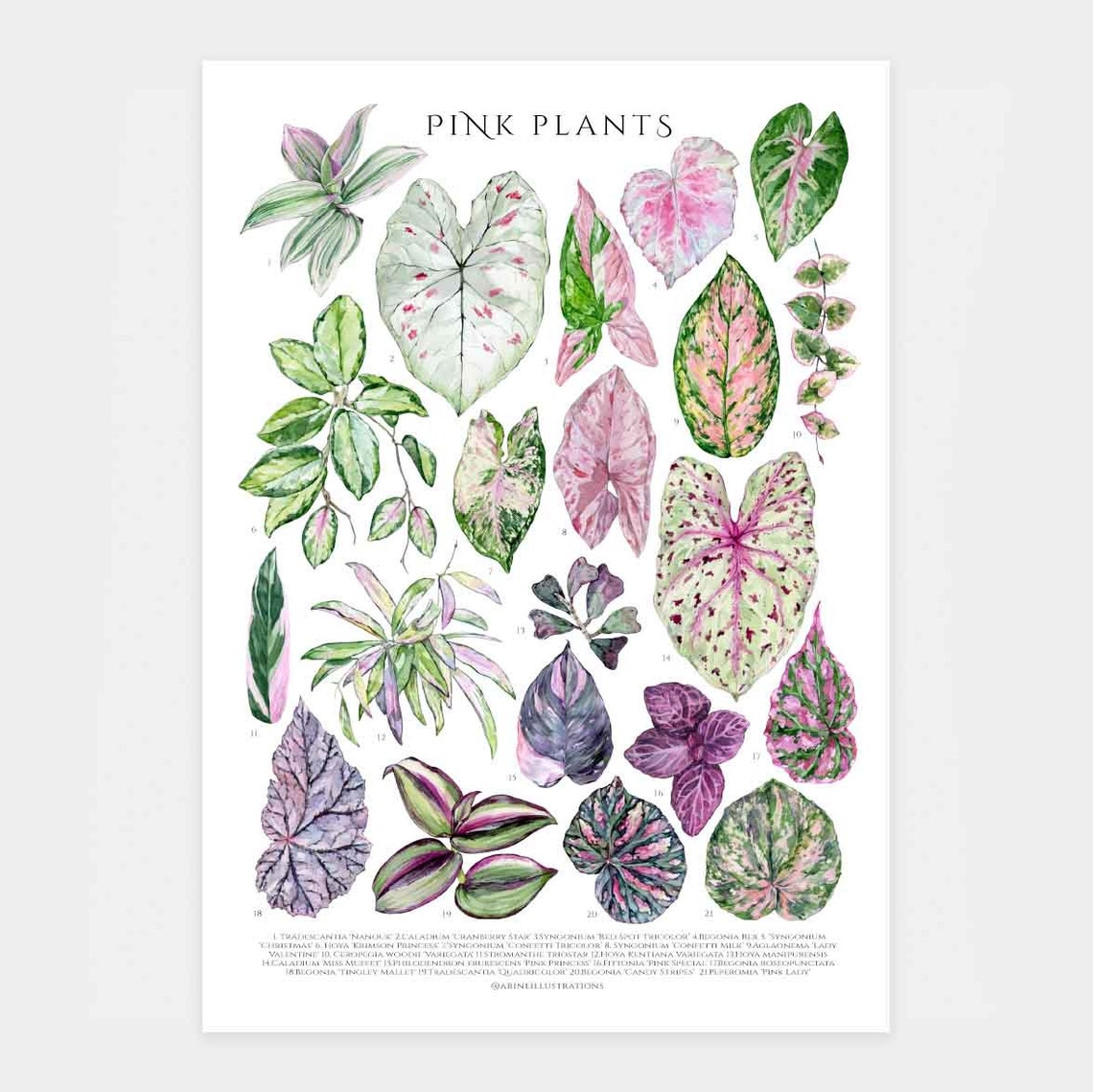 Pink Houseplants Species Botanical Leaf Chart Watercolor Poster - Image 4