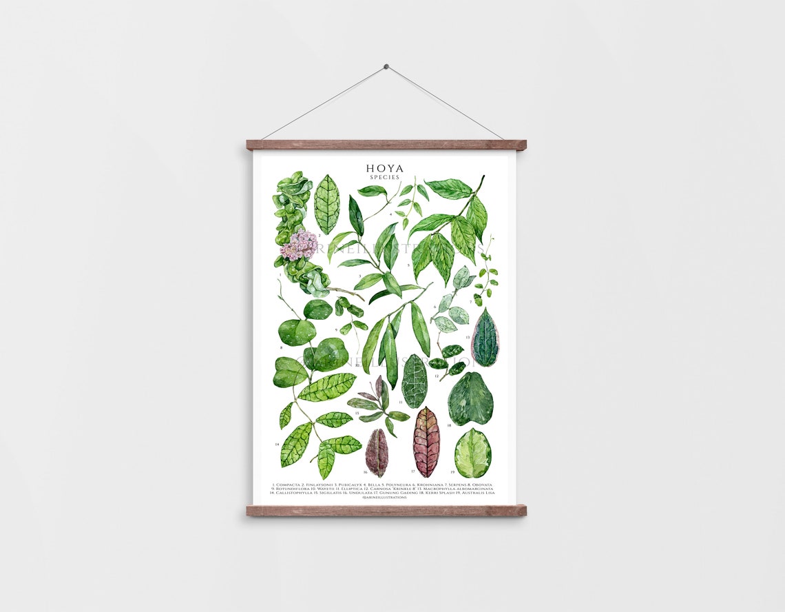 Hoya Species Wax Plant Botanical Leaf Identification Chart Poster - Image 3