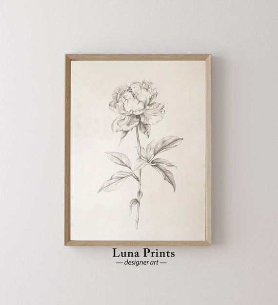Peony Drawing Art, Vintage Botanical Print