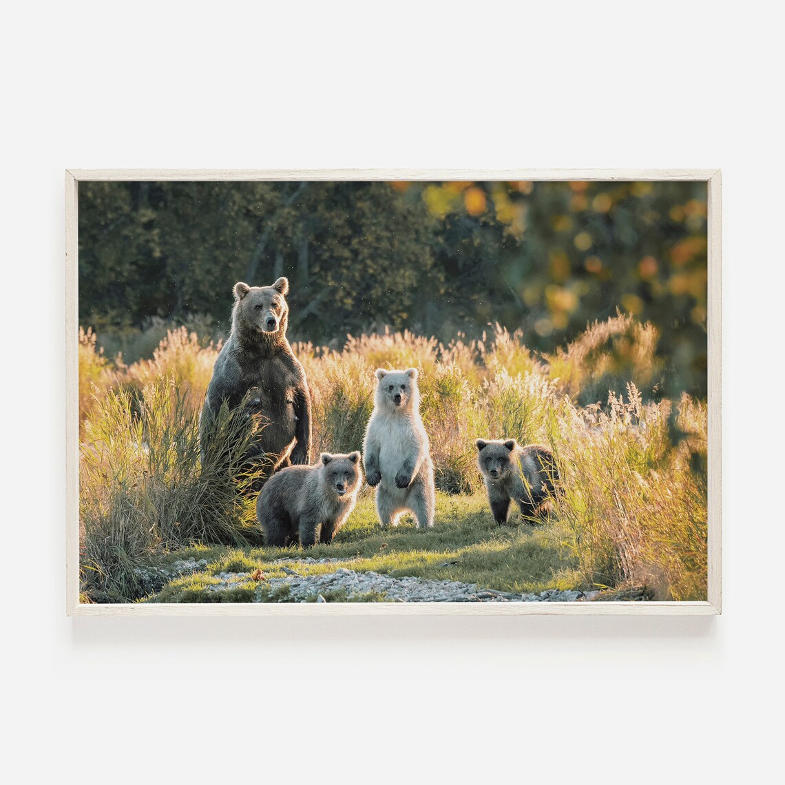 Grizzly Bear Cubs Family Wildlife Photo Art Print