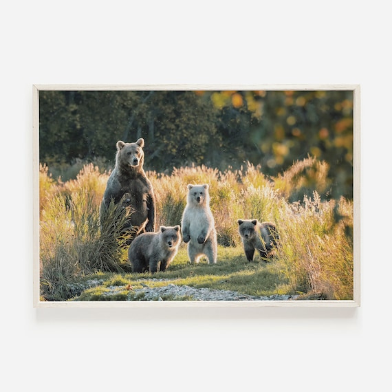 Grizzly Bear Cubs Family Wildlife Photo Art Print