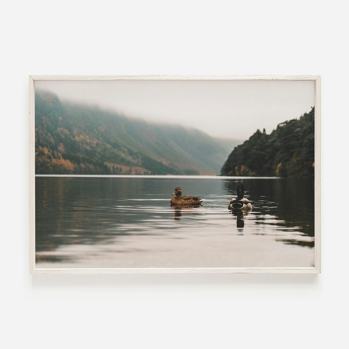 Lonely Duck on a Large Lake, Wildlife Art Print