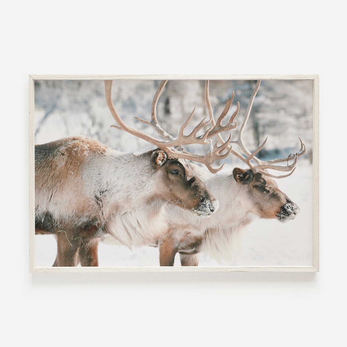 Caribou Rustic Lodge Decor Wildlife Art Print