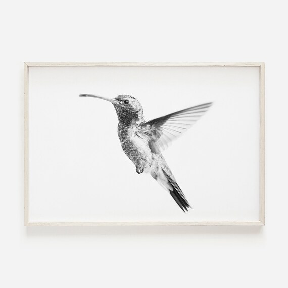 Hummingbird In Flight Black White Minimalist Nature Photo Poster