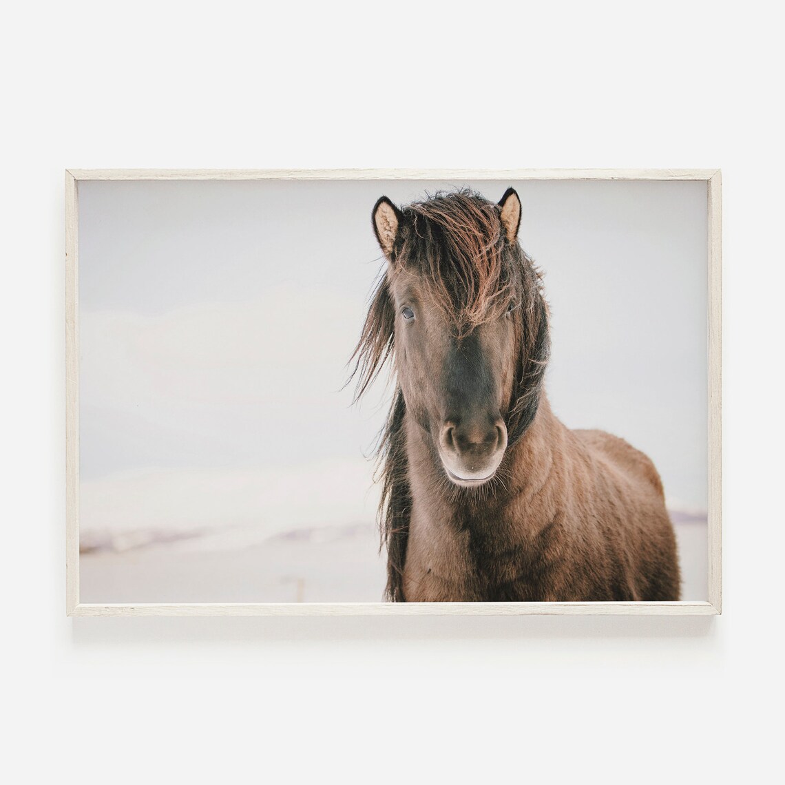 Shaggy Icelandic Horse Photo Poster, Rustic Iceland Decor