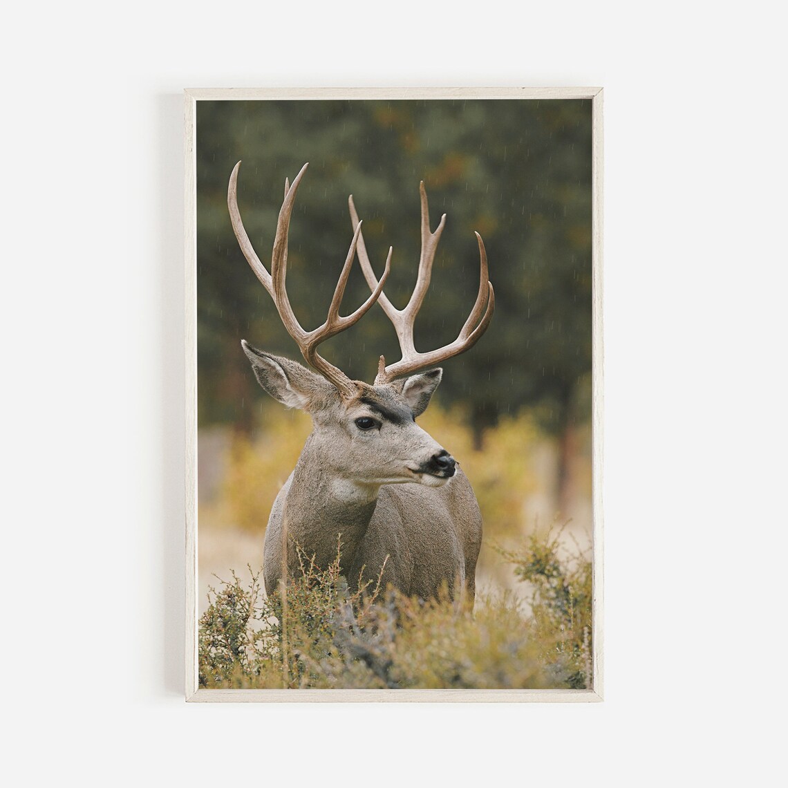 Mule Deer in Sagebrush Field, Colorado Art Print