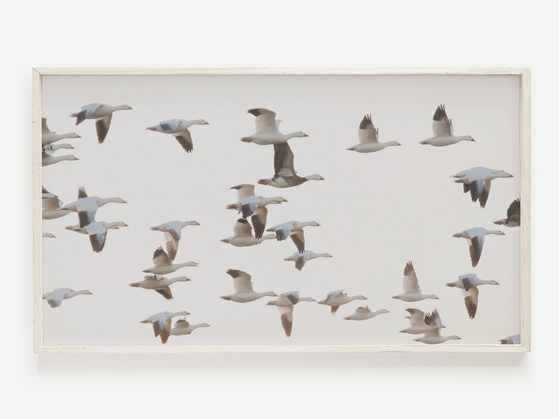 White Geese Flying In Formation Neutral Sky Wildlife Photo Poster