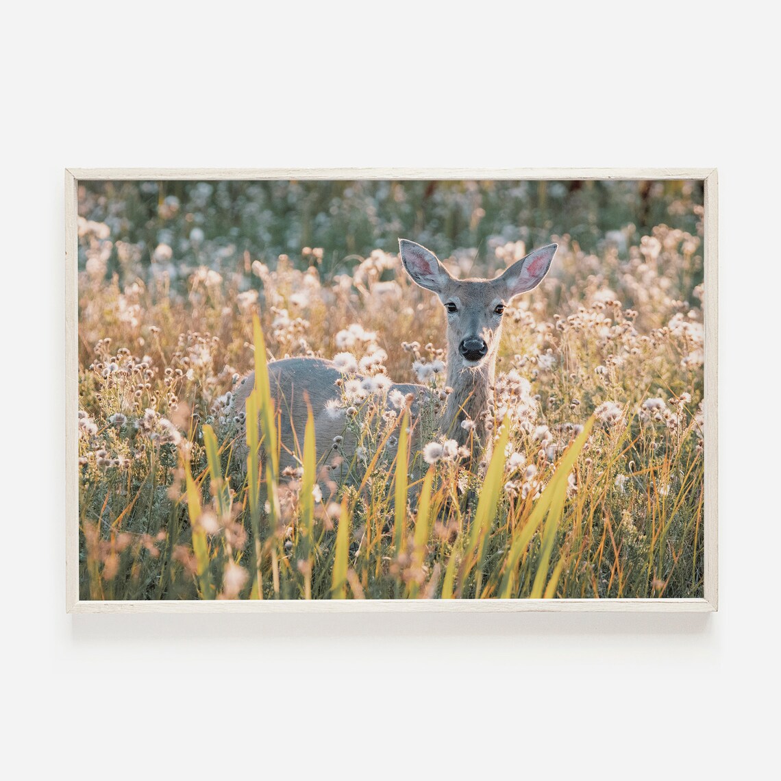 Mule Deer In Field Rustic Wildlife Art Print