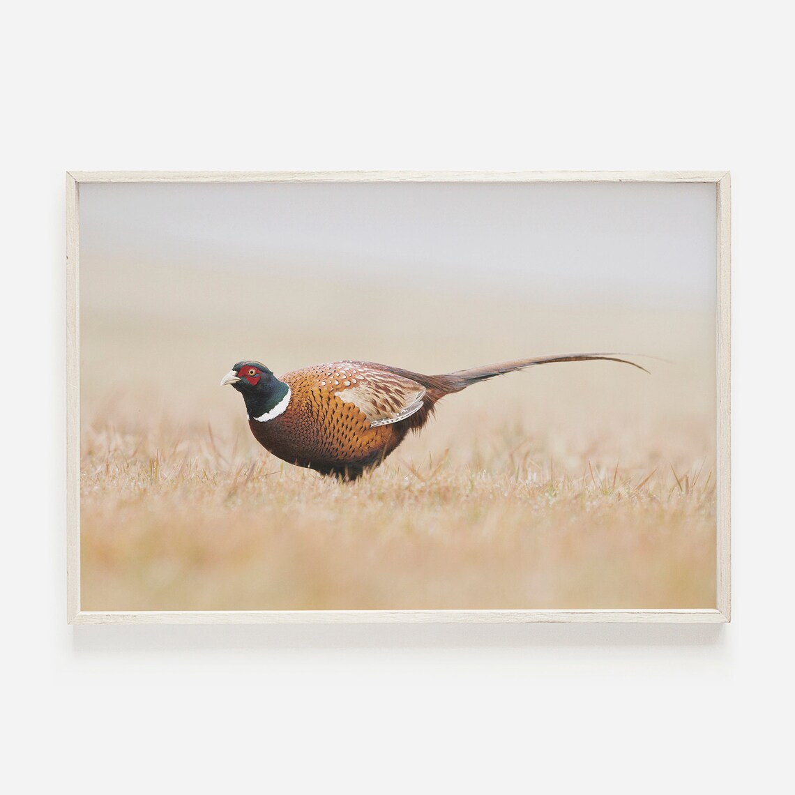 Pheasant Print, Rustic Midwest Lodge Style Art Print