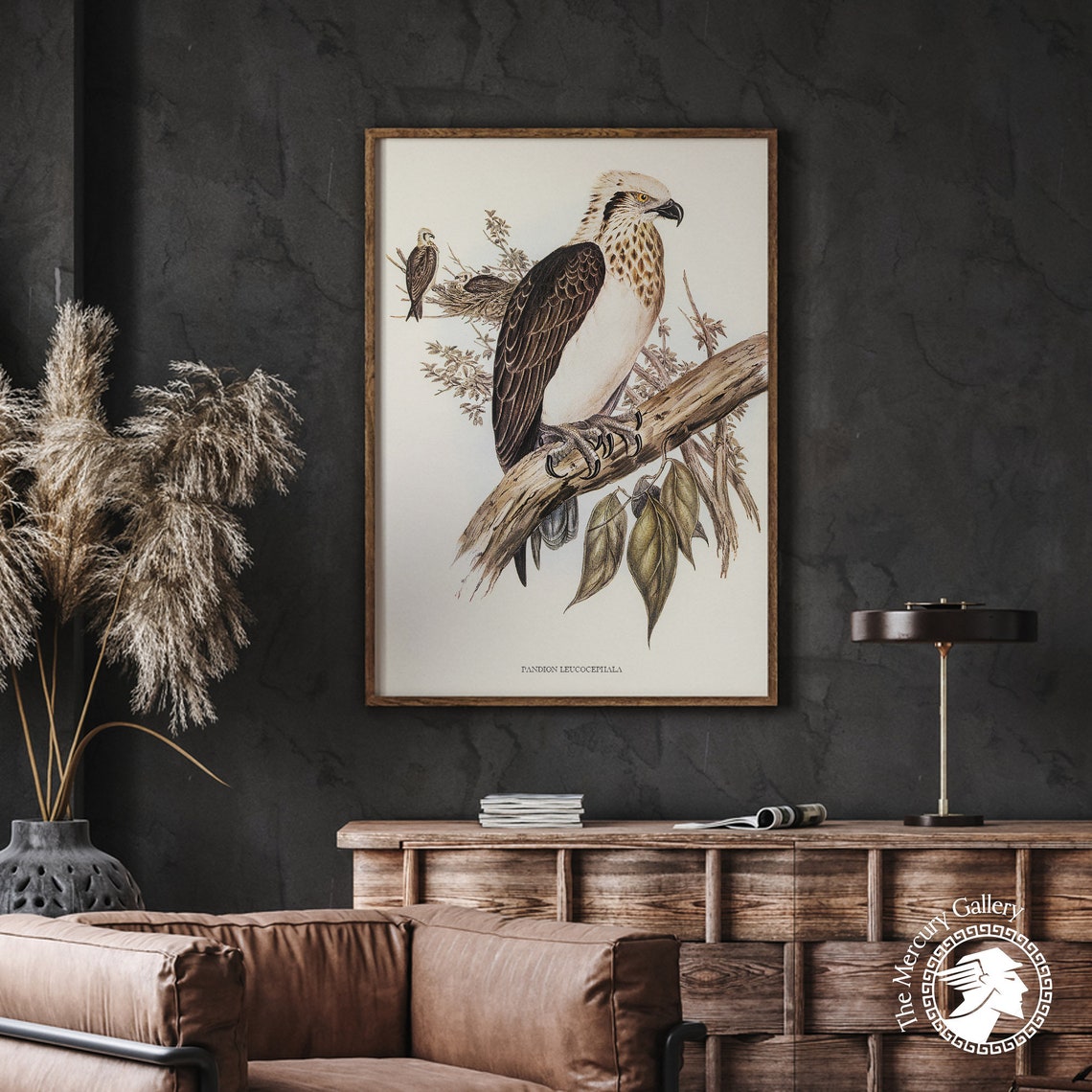 Vintage White-Headed Osprey Antique Bird Of Prey Illustration Print - Image 2