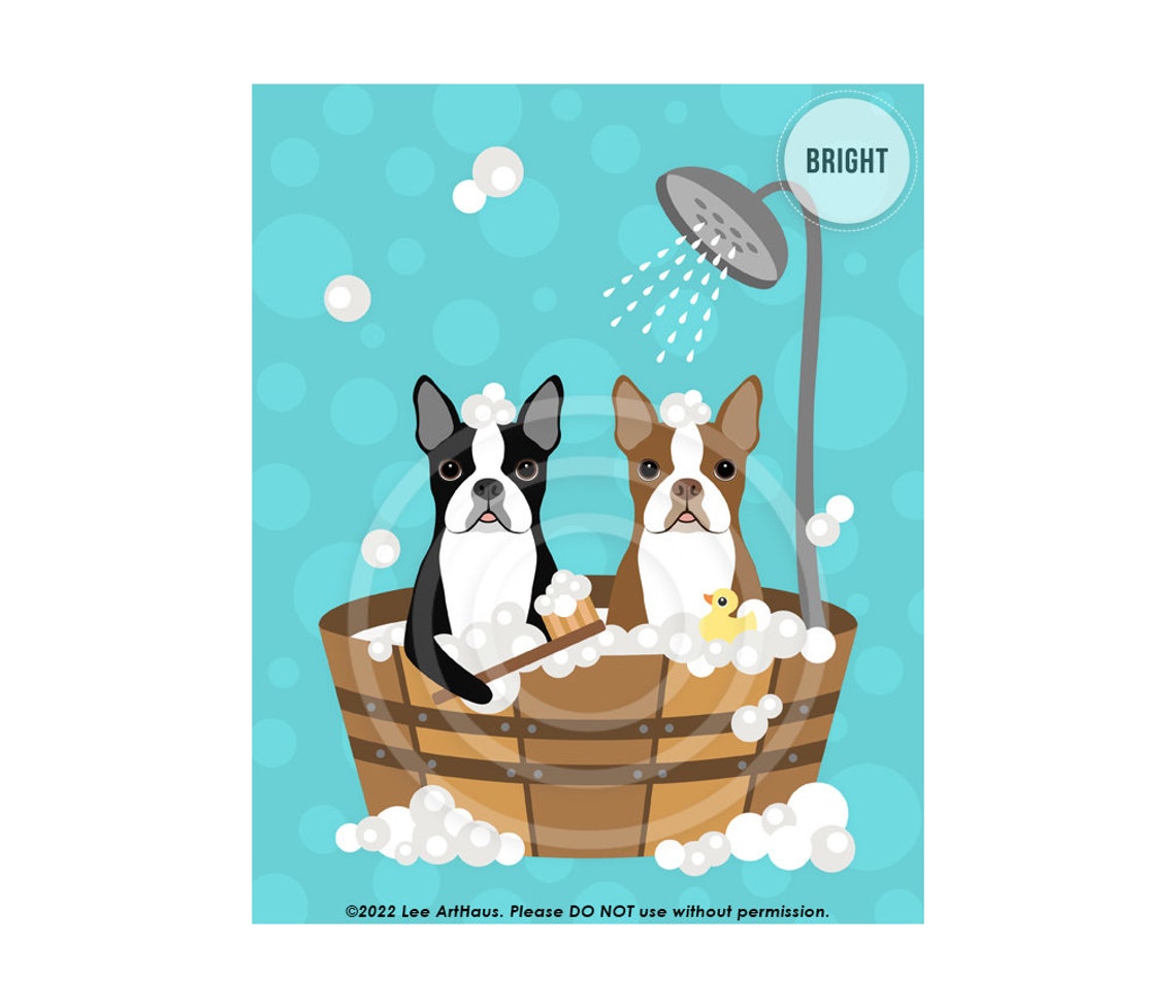 Two Boston Terriers Wooden Tub Bubble Bath Shower Bright Teal Poster