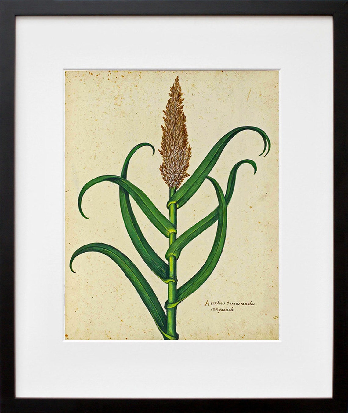 Vintage Botanical Grain Stalk Latin Caption Antique Study Print - Image 2