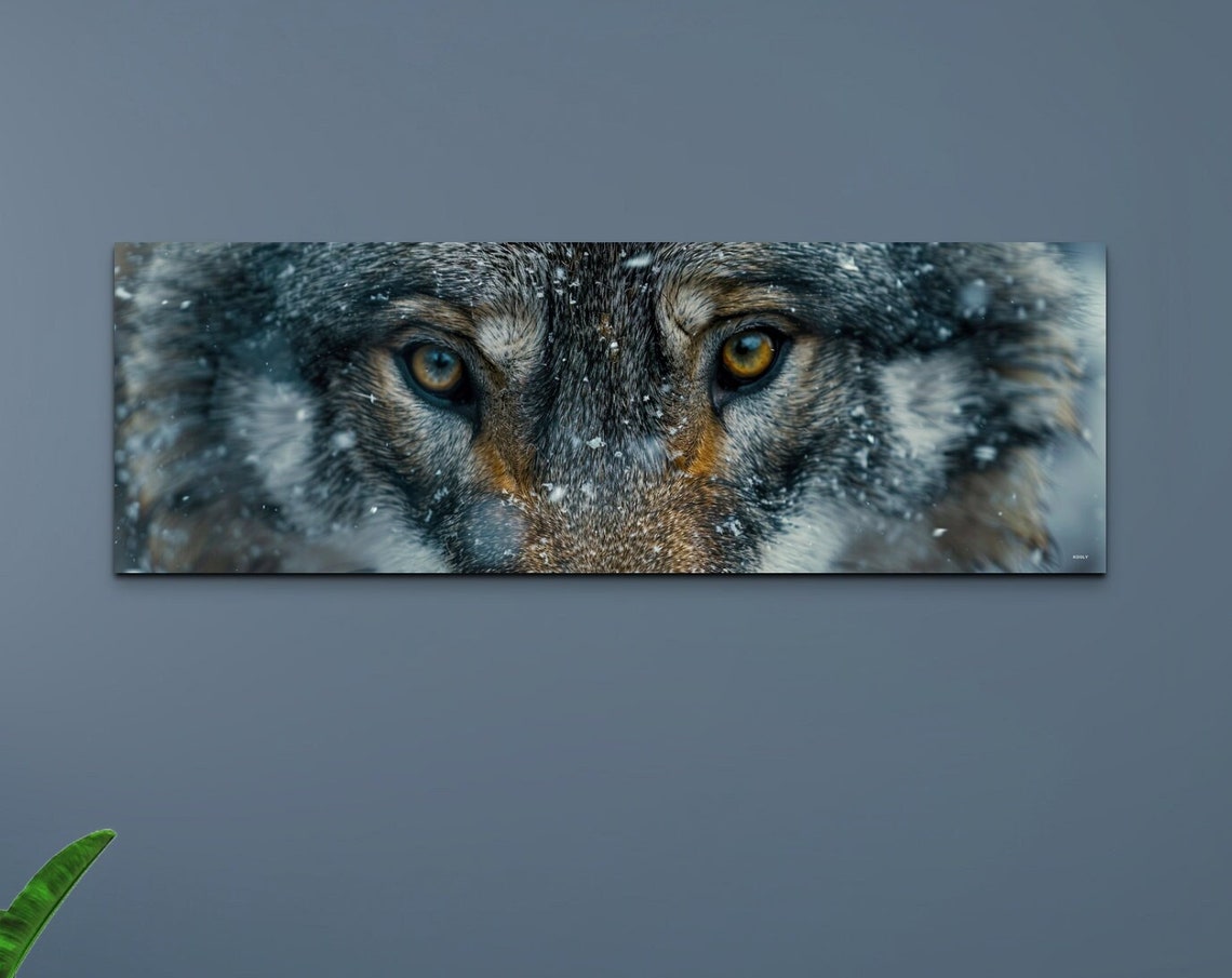 Wolf Face Close Up Amber Eyes Snow Panoramic Wildlife Poster