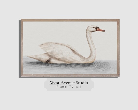 White Swan Sketch Floating on Gray Water Vintage Minimalist Neutral Art Poster