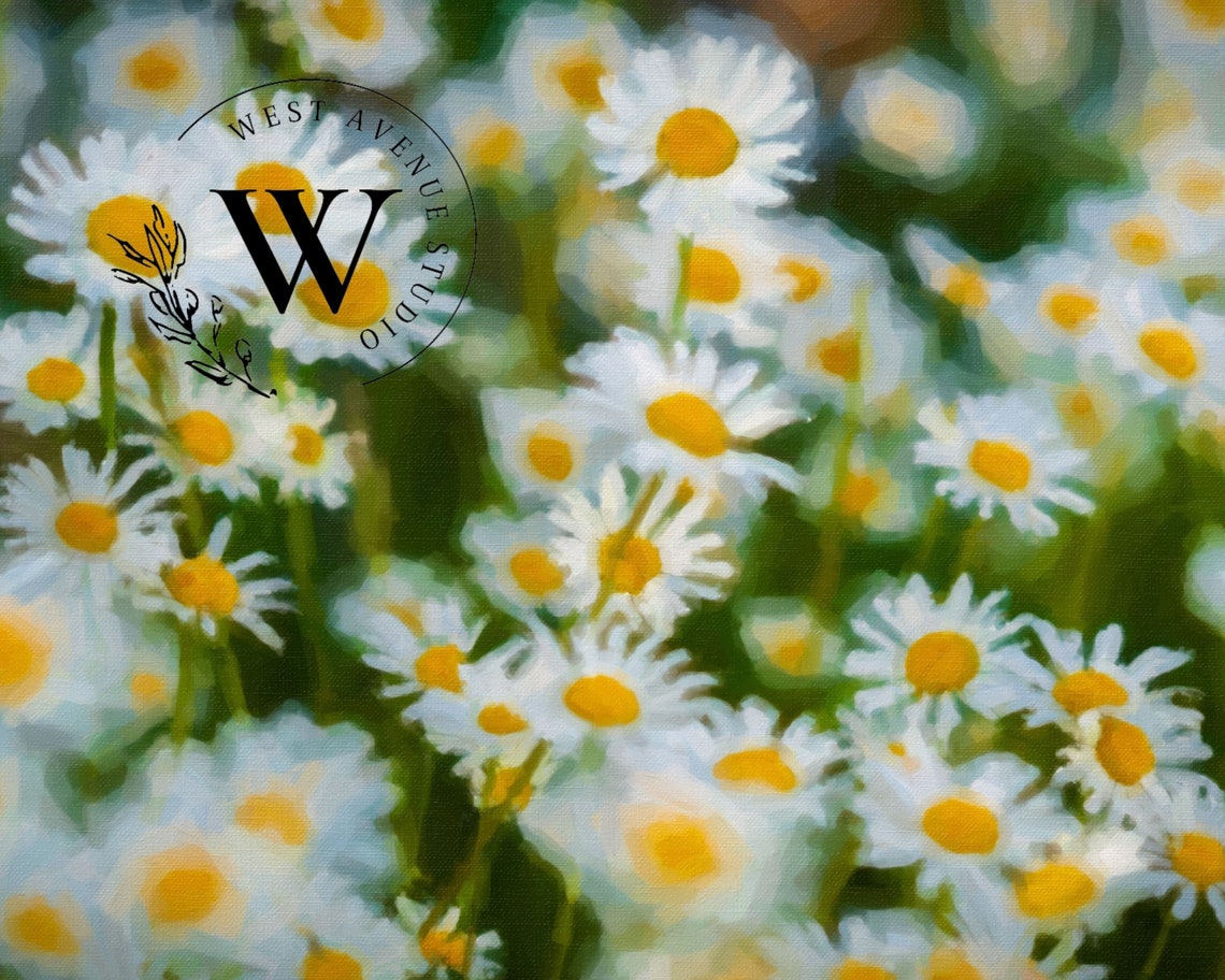 White Daisies Meadow Close Up Spring Flower Field Photography Poster - Image 3