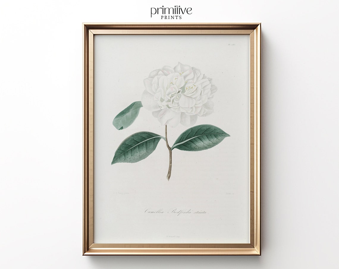 White Camellia Botanical Illustration Vintage Flower Art Poster