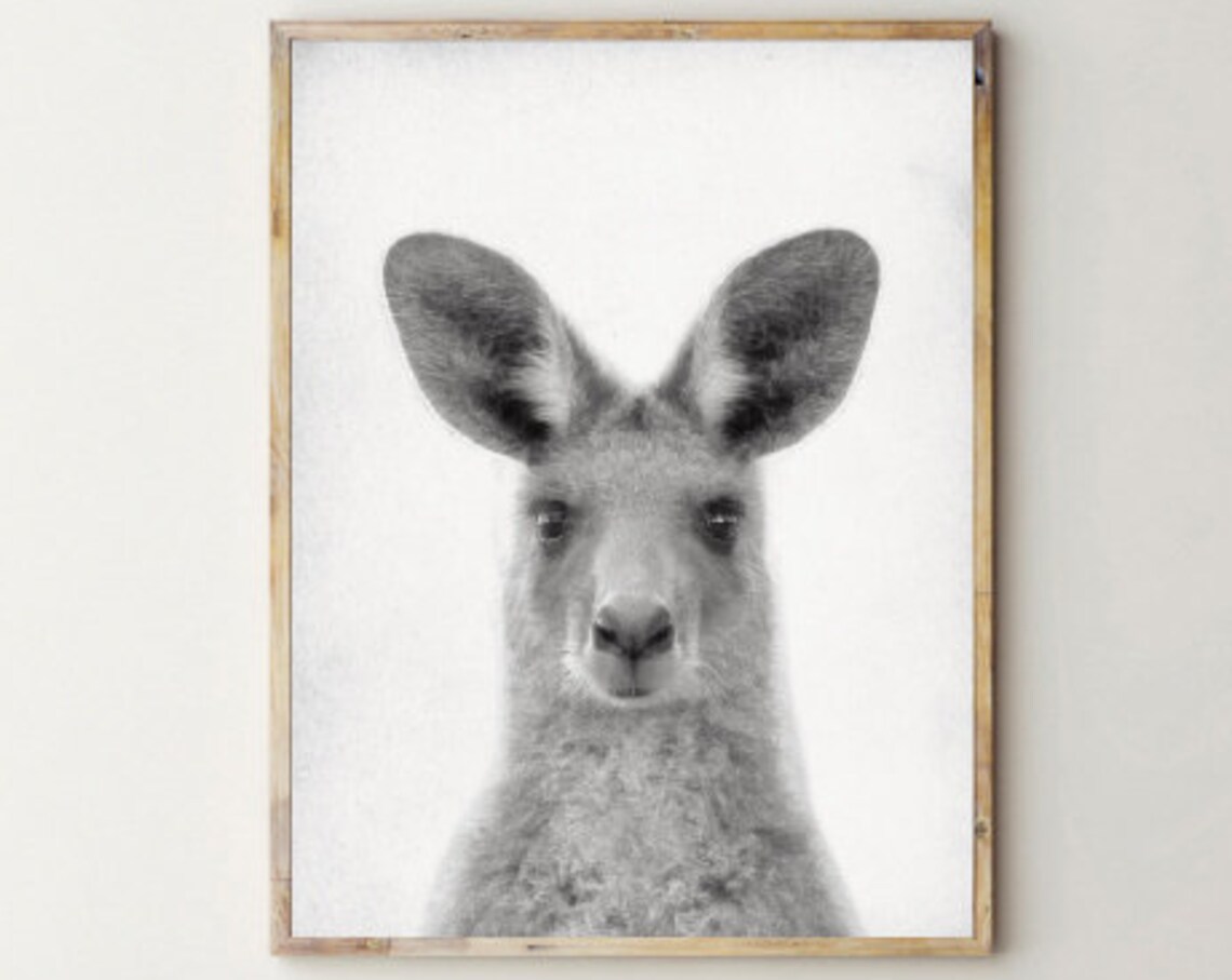 Baby Kangaroo Black And White Photo Portrait Animal Wall Art