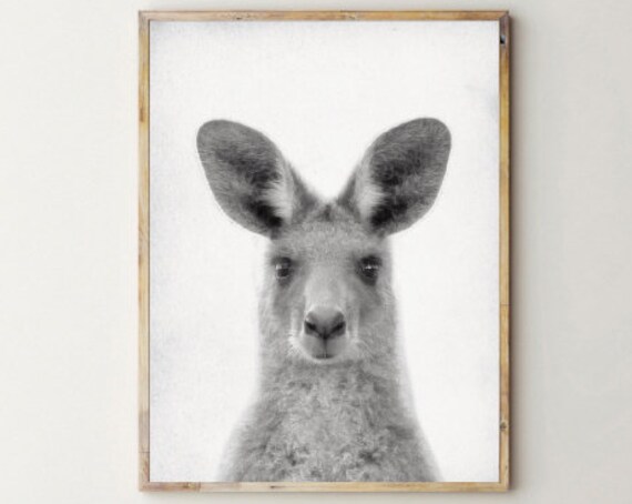 Baby Kangaroo Black And White Photo Portrait Animal Wall Art