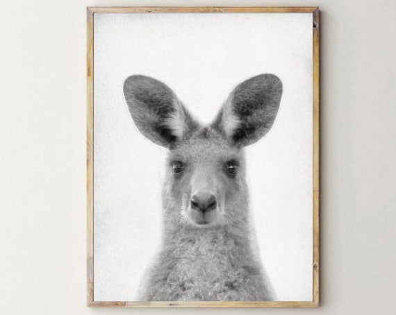 Baby Kangaroo Print Photo Art Poster Cute Face Australian Animal Nursery Wall Decor