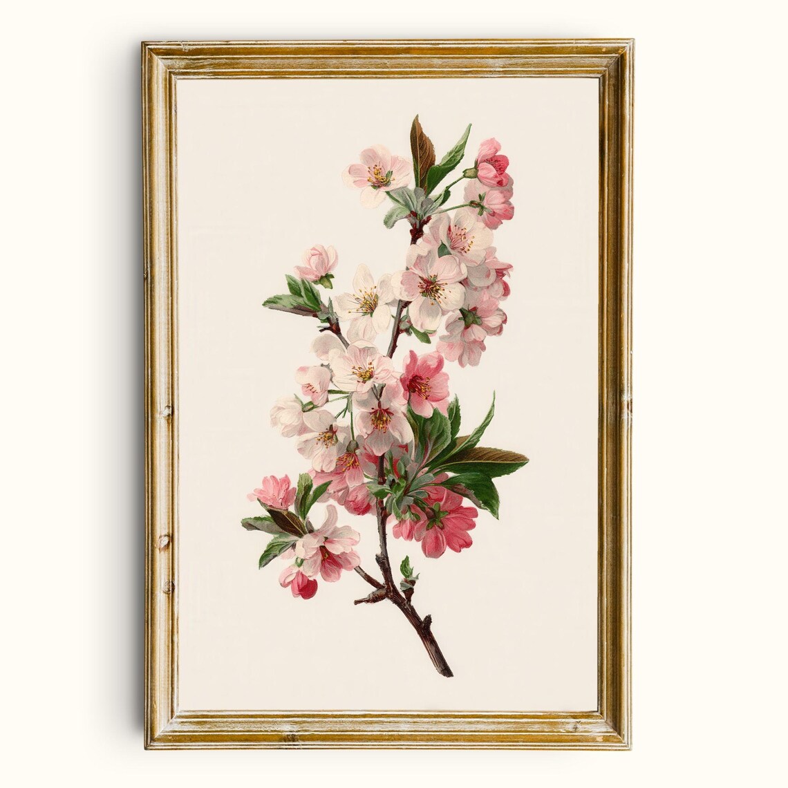 Cherry Blossom Branch, Vintage Botanical Poster