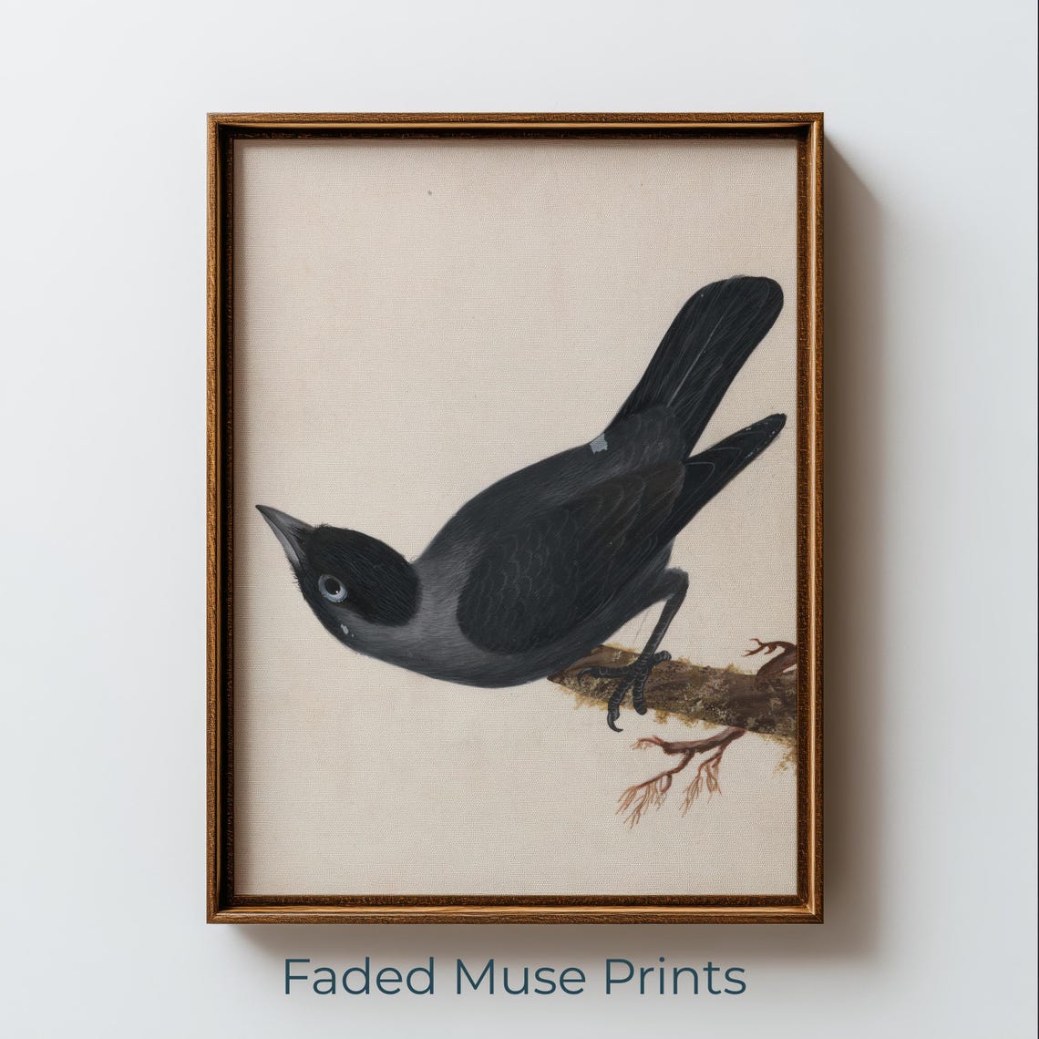 Jackdaw Perched On Branch Vintage Ornithological Bird Study Art Print