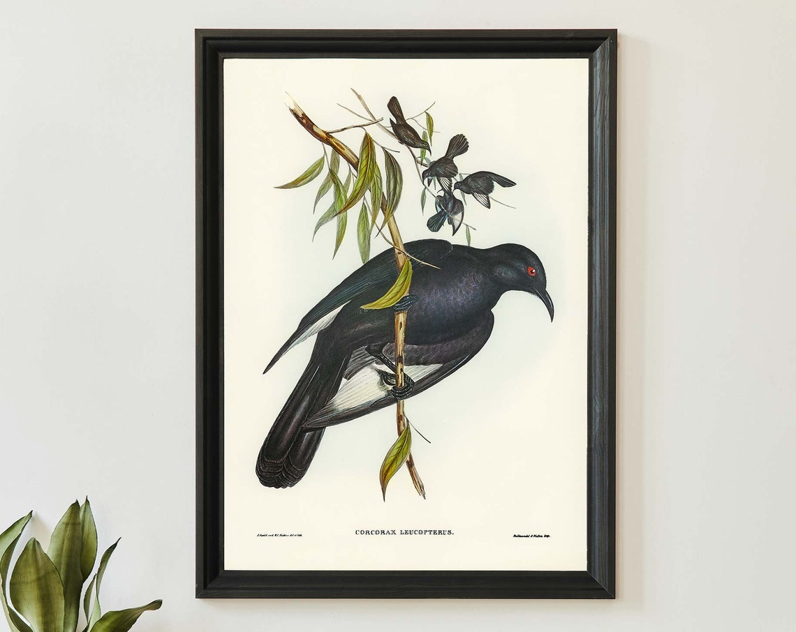 White Winged Chough John Gould Vintage Australian Bird Poster