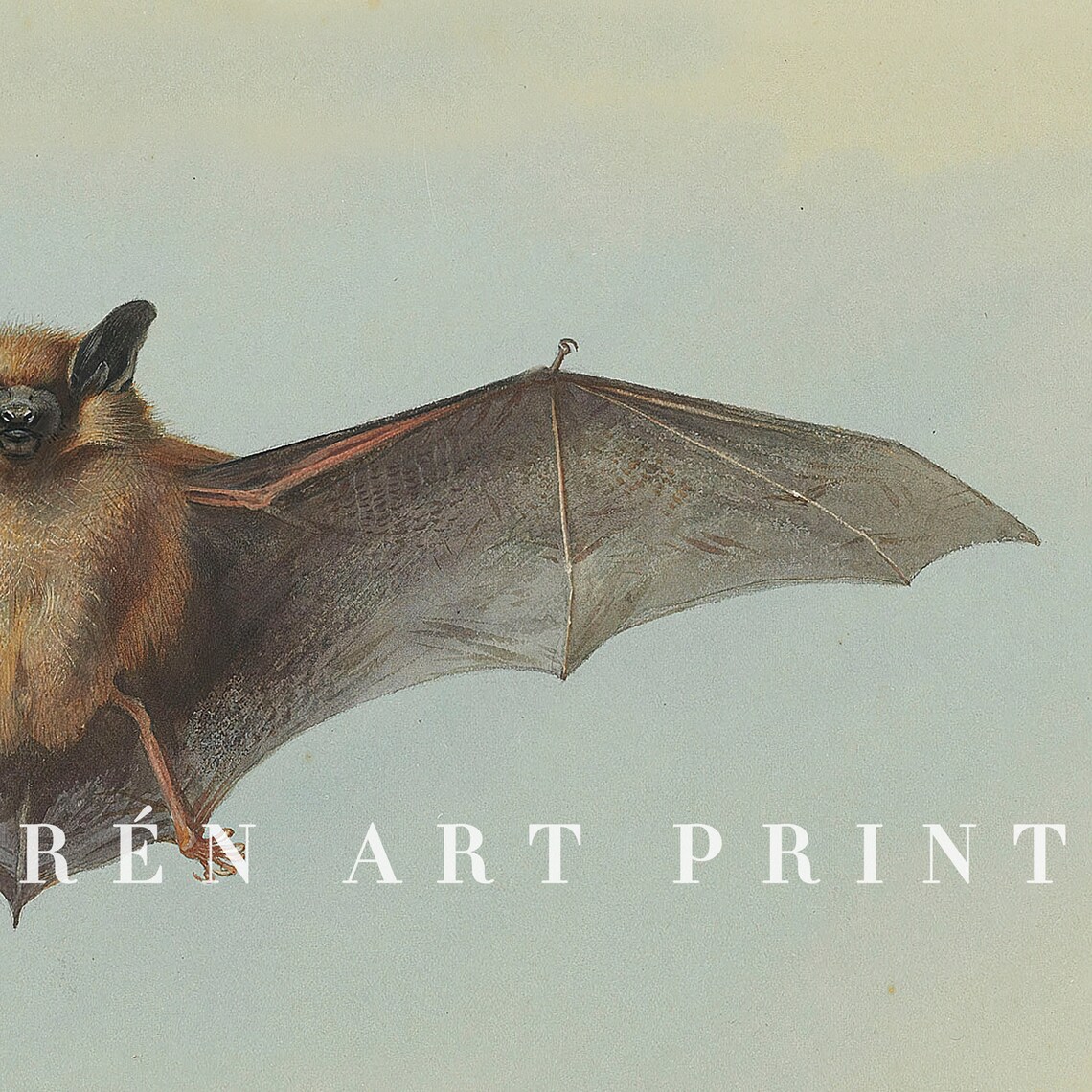 Vintage Bat Print, Antique Halloween Wall Art - Image 3