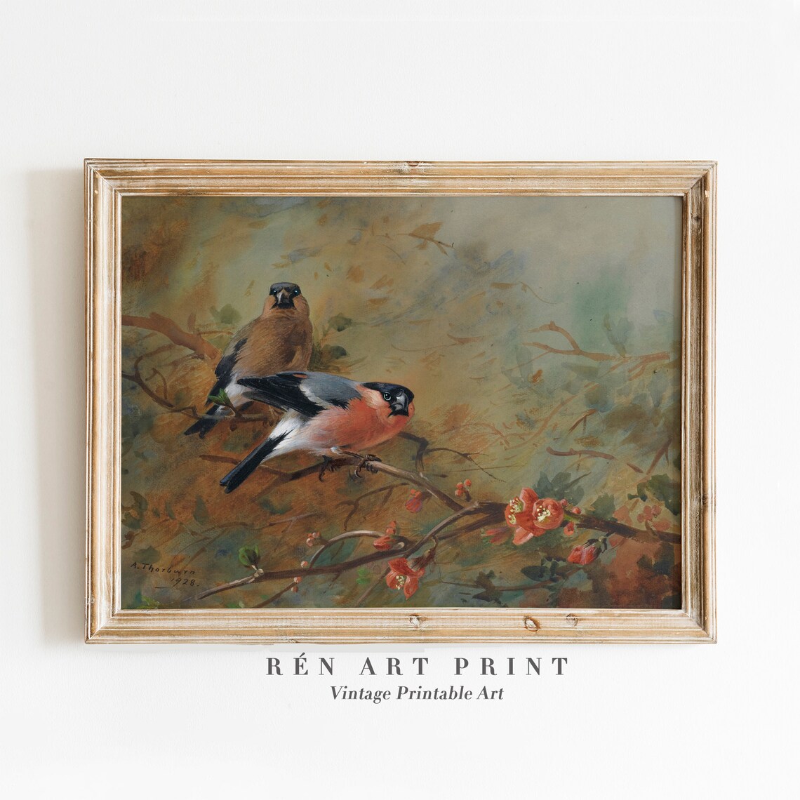 Antique Bird Print, Vintage Nursery Wall Decor