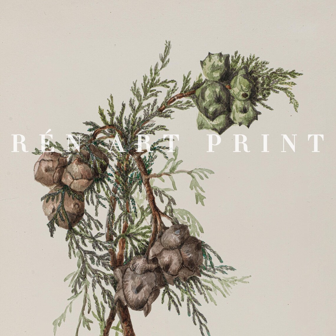 Winter Botanical Pine Branch Vintage Christmas Art Print - Image 3