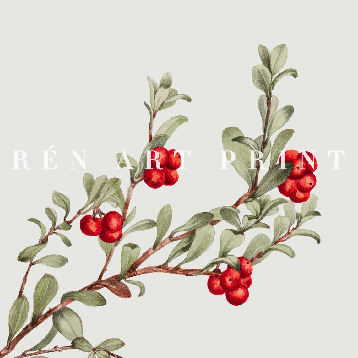Winter Red Berries Branch Botanical Study Classic Vintage Art Print - Image 3