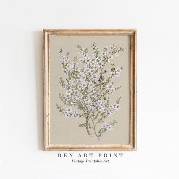 Antique Manuka Plant Painting, Vintage Floral Art Print