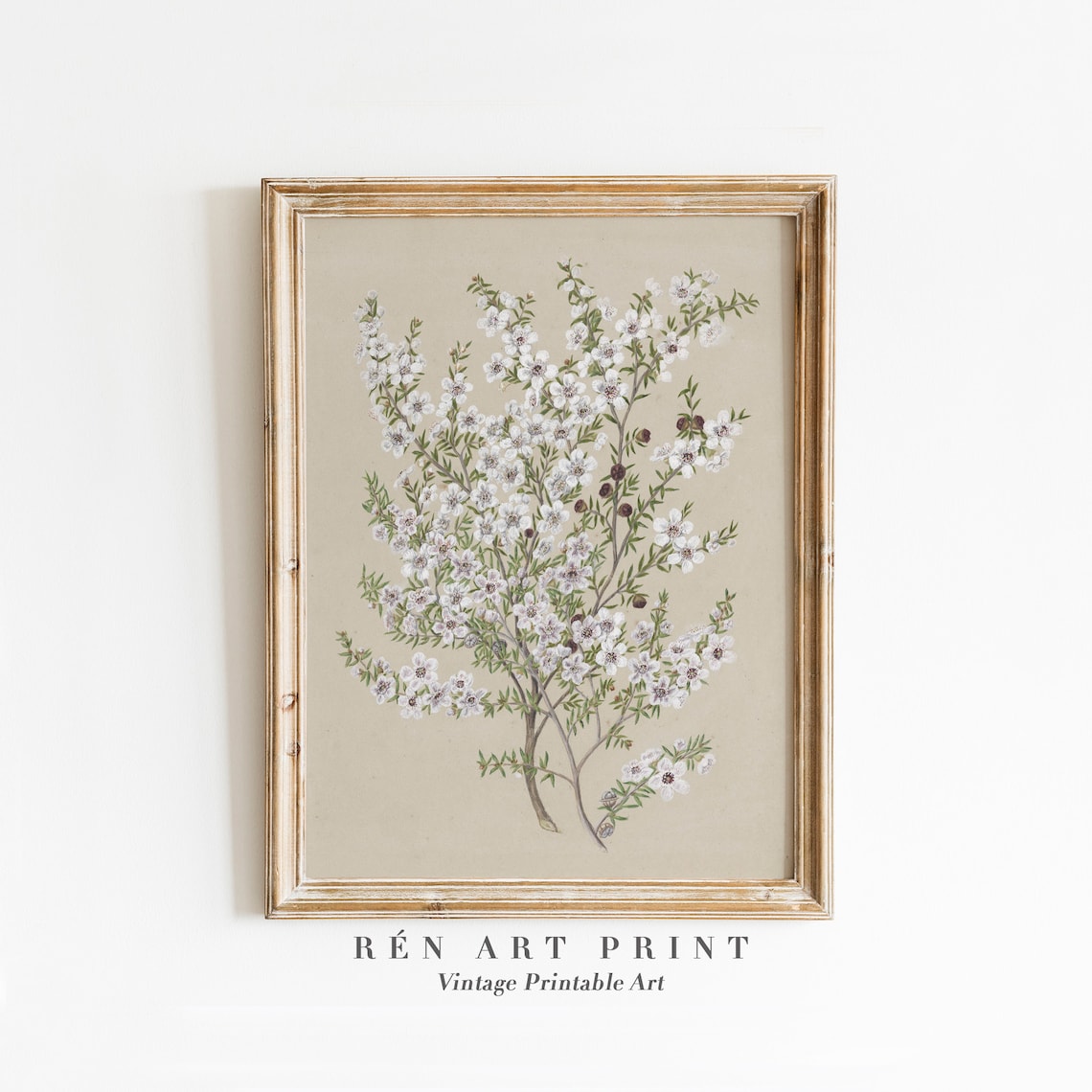 Antique Manuka Plant Painting, Vintage Floral Art Print