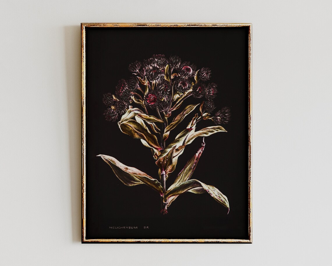 Dark Moody Helichrysum Dried Flower Botanical Black Art Poster