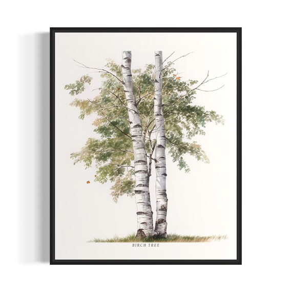 Birch Tree Art Print, Nature Wall Poster