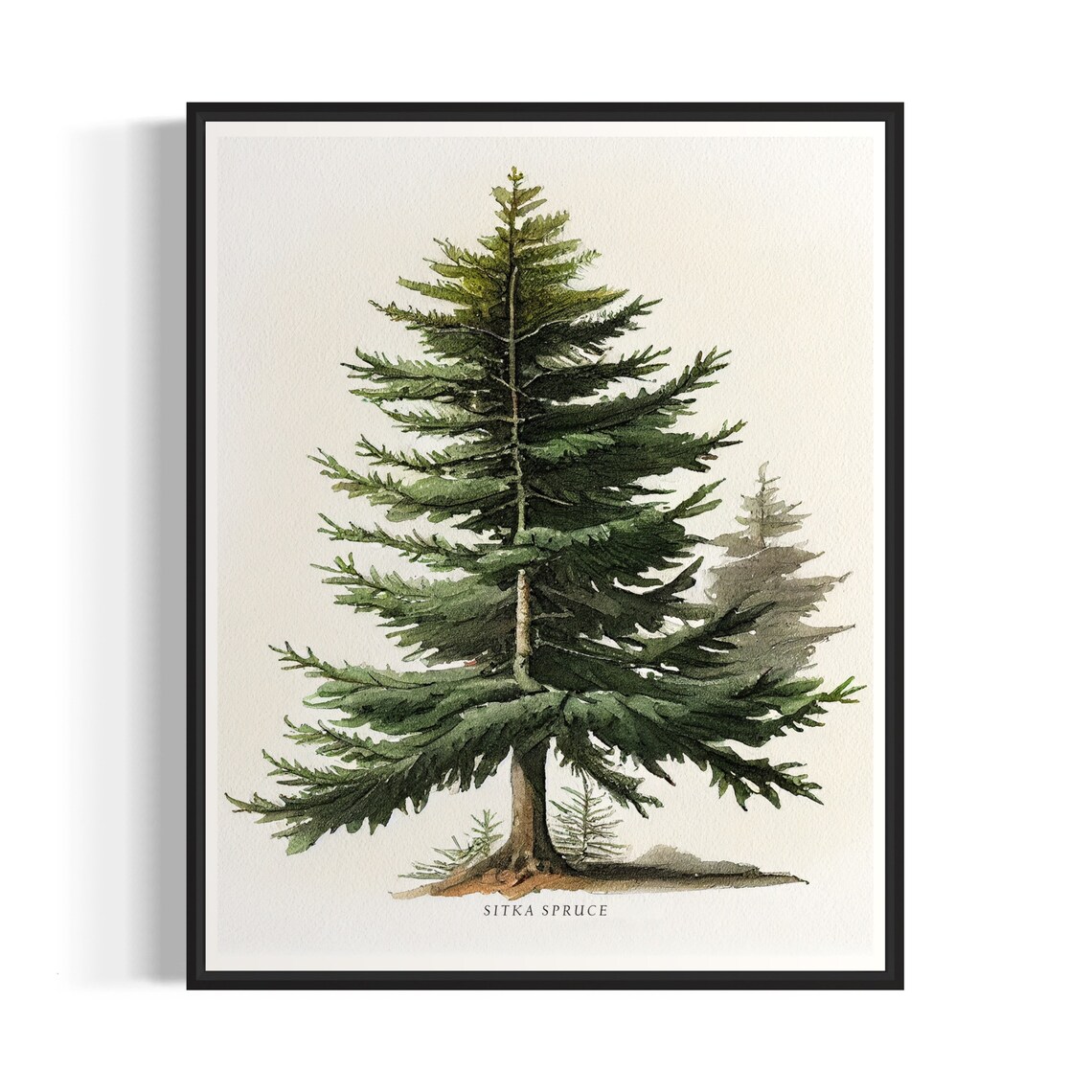 Sitka Spruce Tree Art Print, Forest Subject