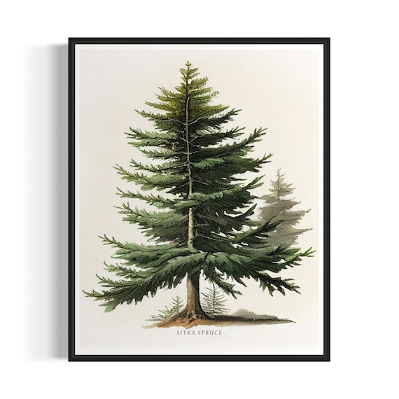 Sitka Spruce Tree Art Print, Forest Subject