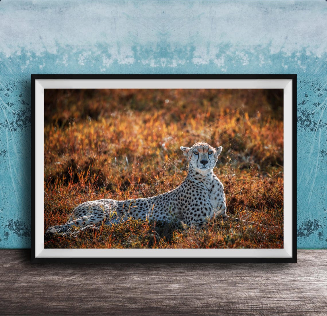 Cheetah Reclining In Golden Grass Looking At Camera Wildlife Poster