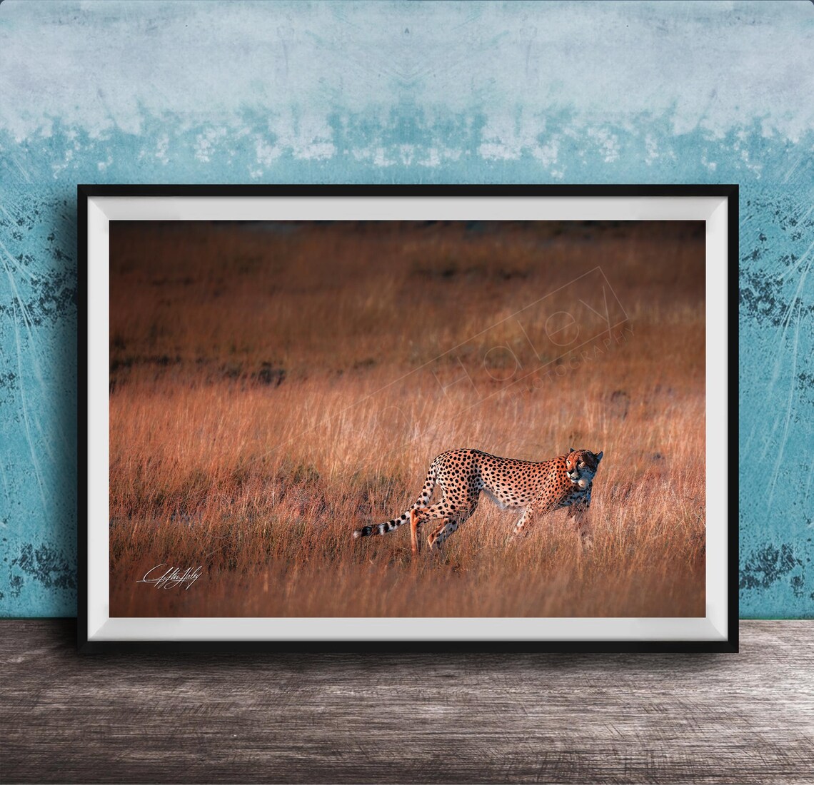 Cheetah Golden Grassland Sunset Savanna Wildlife Photo Poster
