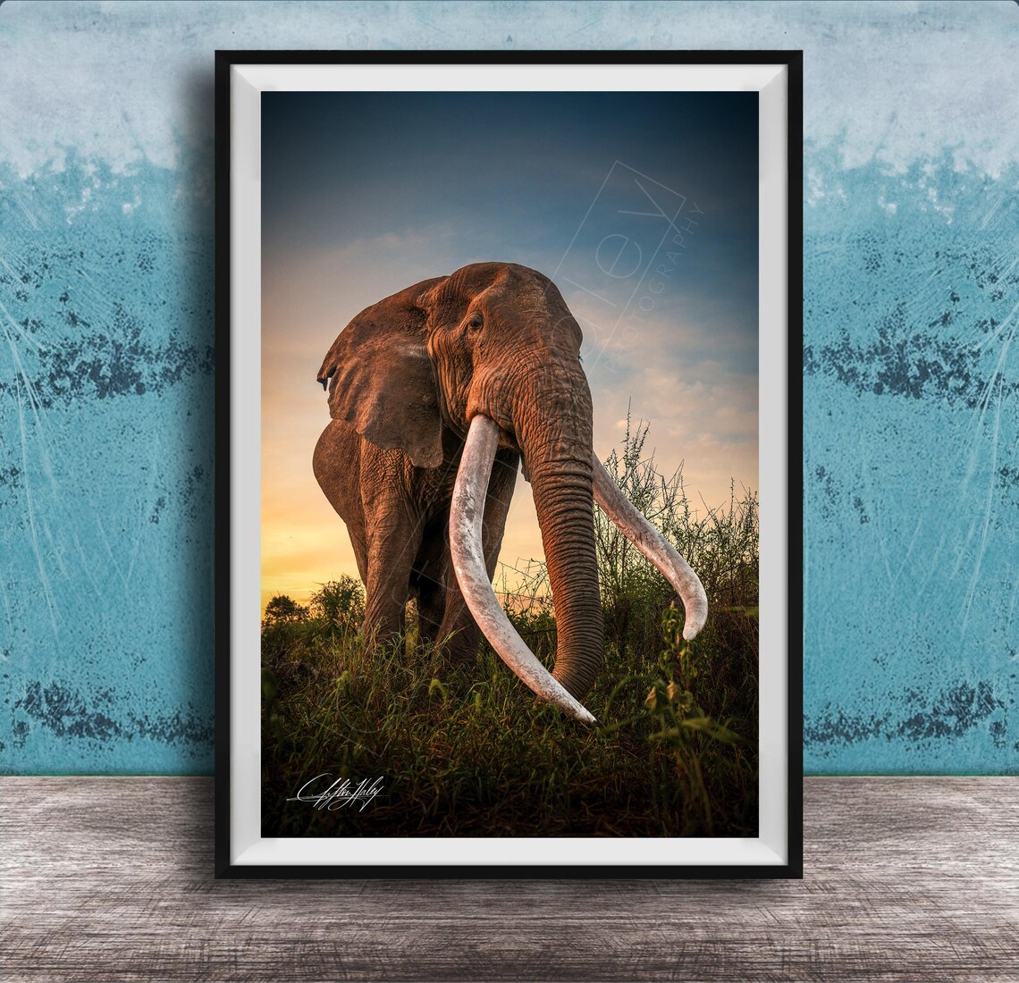 African Elephant With Giant Tusks At Dusk Safari Photo Poster