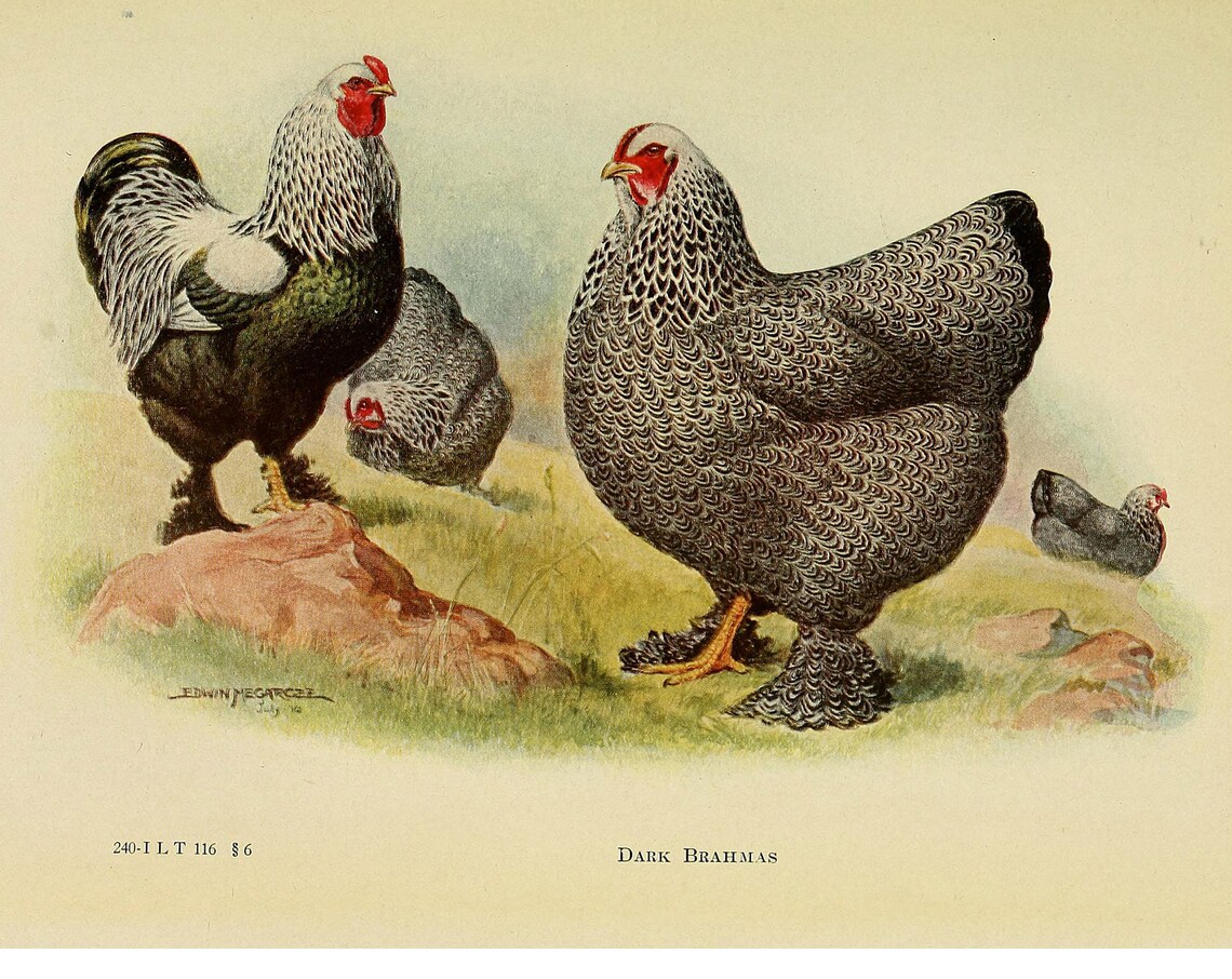 Brahma Chicken Vintage Lithograph