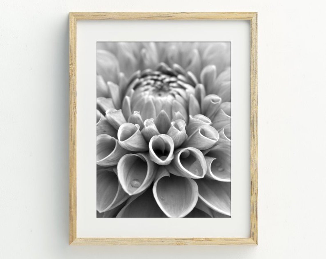 Black White Dahlia Flower Macro Photography Dramatic Petals Art Print