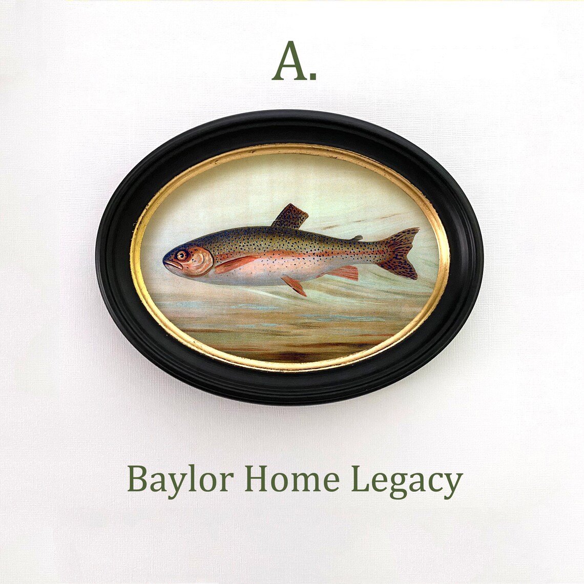 Rainbow Trout Antique Lithograph, Oval Fish Art Print - Image 5