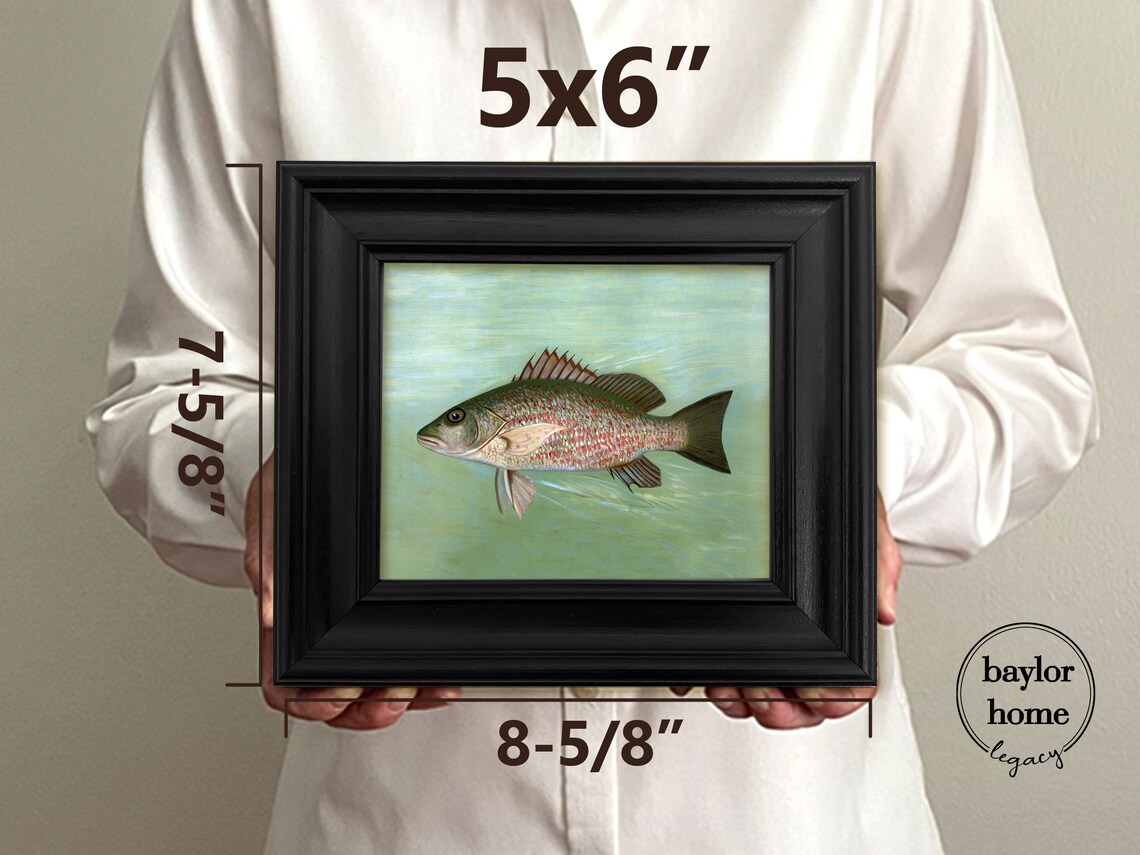 Snapper Painting, Vintage Fish Print - Image 5