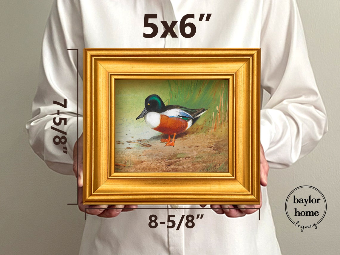 Northern Shoveler Duck Standing At Shore Vintage Waterfowl Bird Poster - Image 2