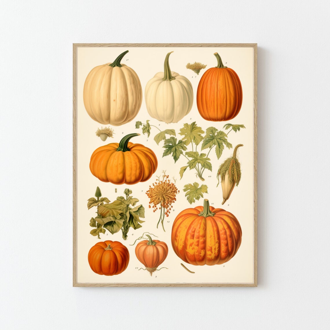 Vintage Botanical Pumpkin Varieties Scientific Wall Chart Poster