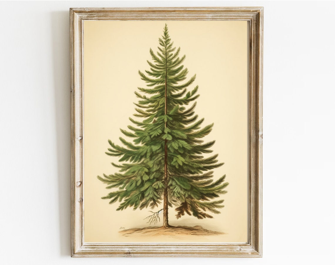 Vintage Botanical Fir Tree Illustration Christmas Evergreen Poster