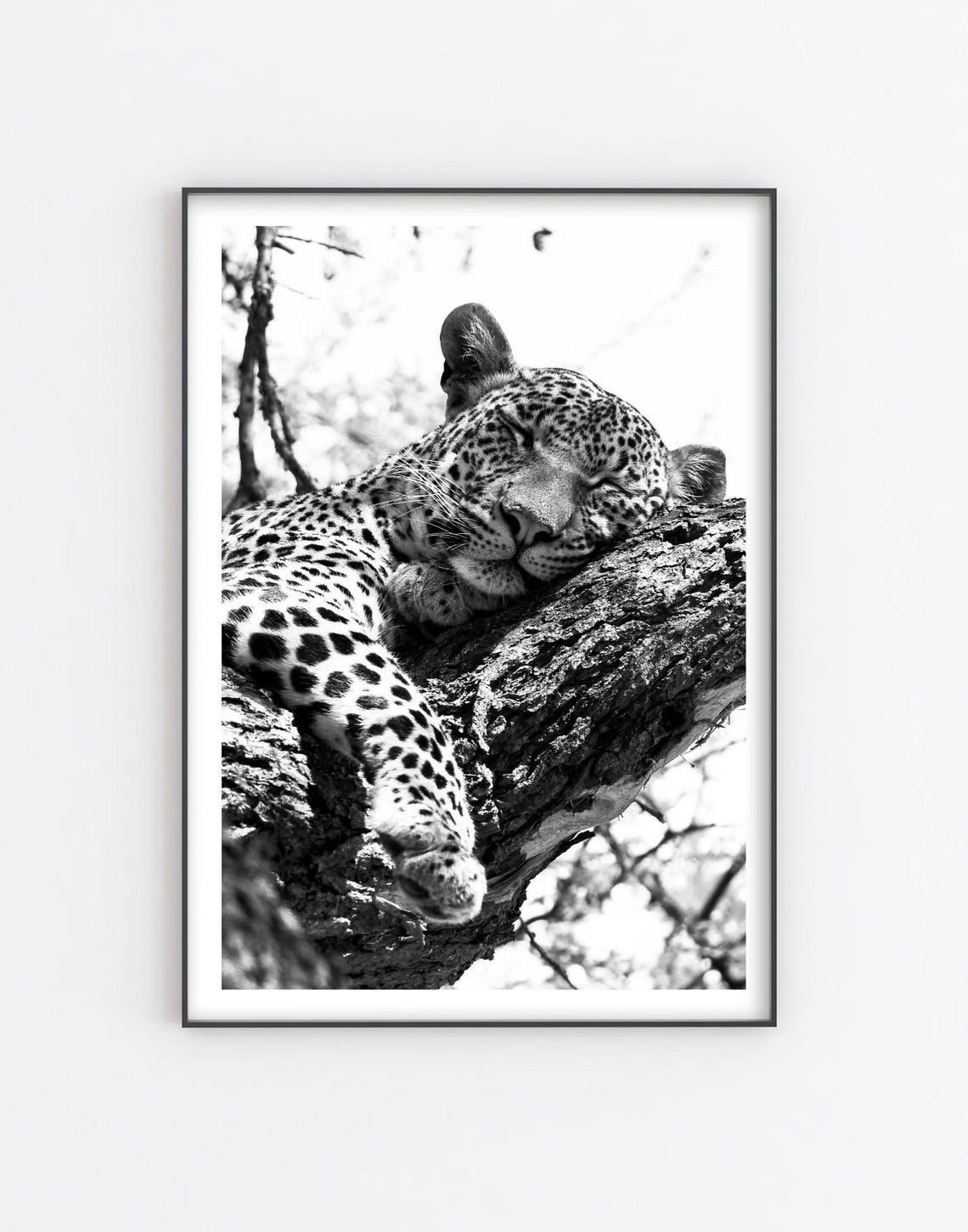 Sleeping Leopard Tree Branch Black And White Wildlife Photo Poster - Image 5