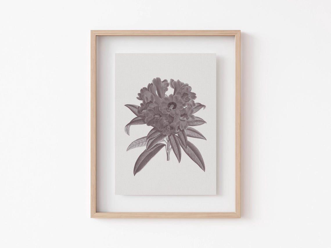 Classic Antique Botanical Flower Illustration Vintage Garden Poster - Image 3