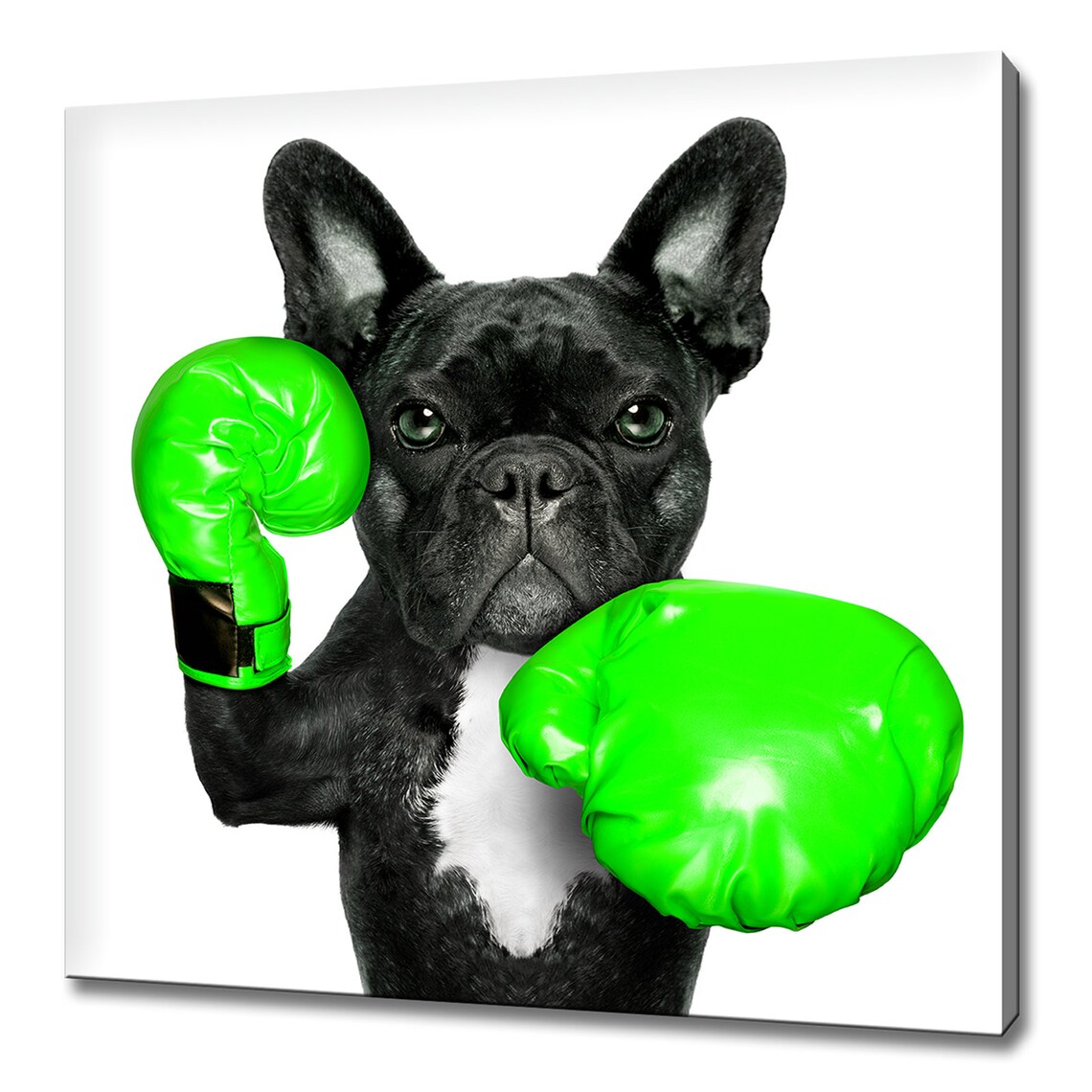 Black French Bulldog with Green Boxing Gloves Funny Animal Wall Poster